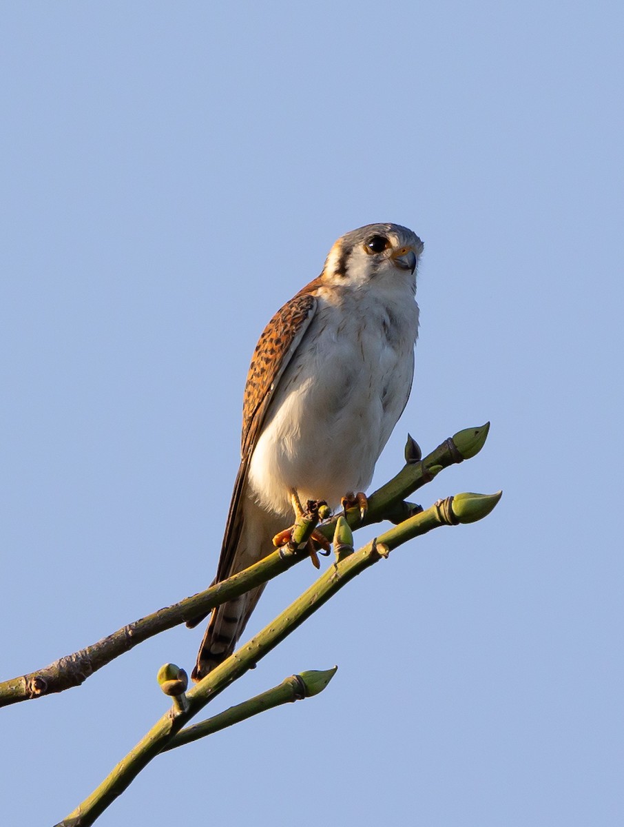 American Kestrel - ML616347486