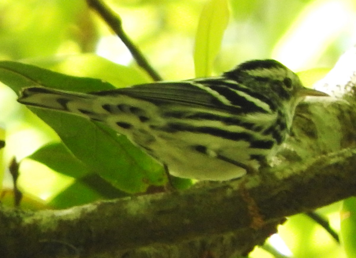 Black-and-white Warbler - ML616347654