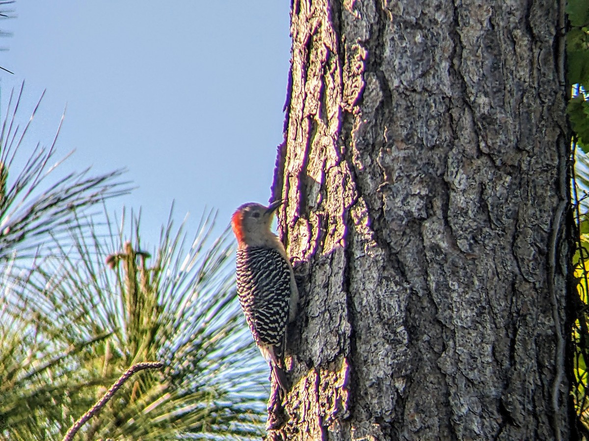 Red-bellied Woodpecker - ML616347669