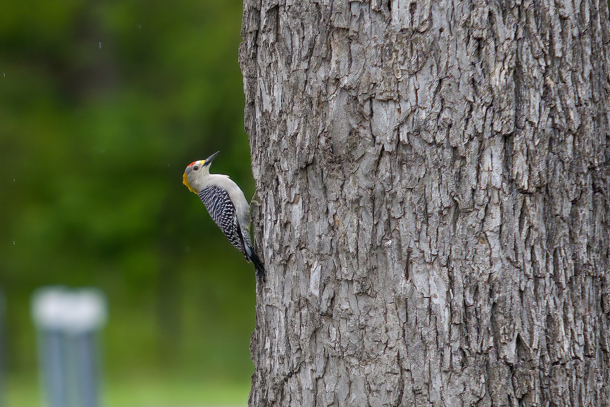 Golden-fronted Woodpecker - ML616347751