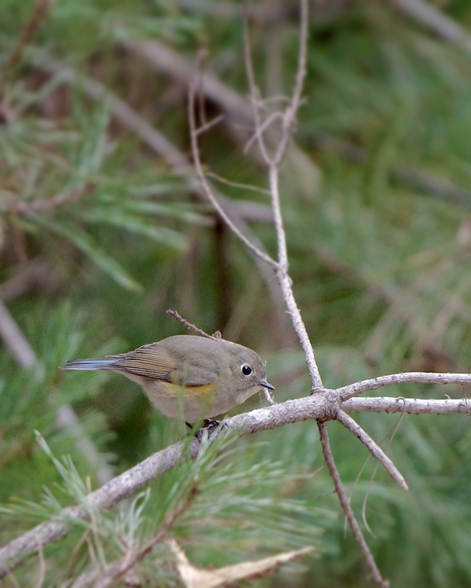Red-flanked Bluetail - ML616347752