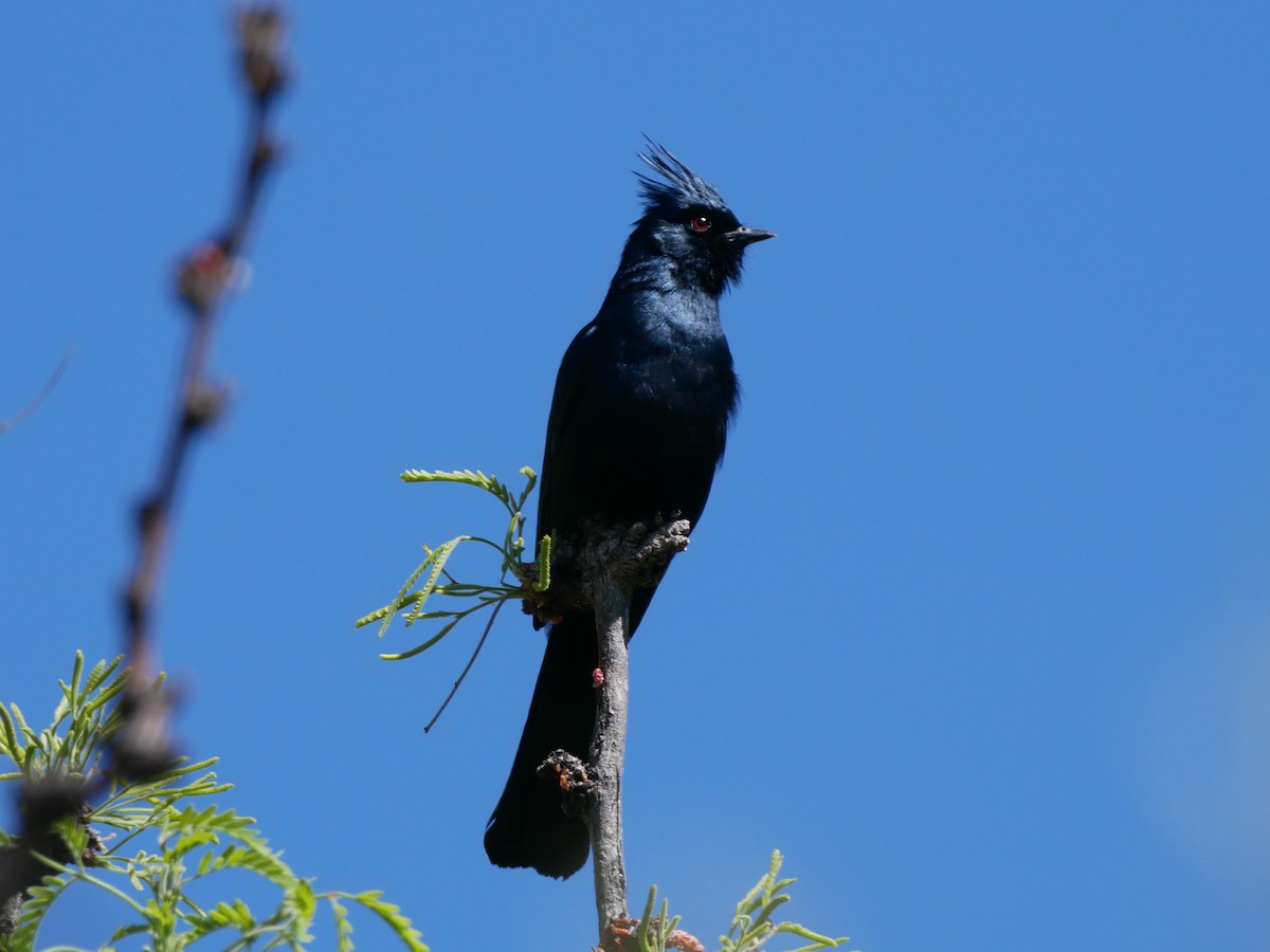 Phainopepla - ML616347807