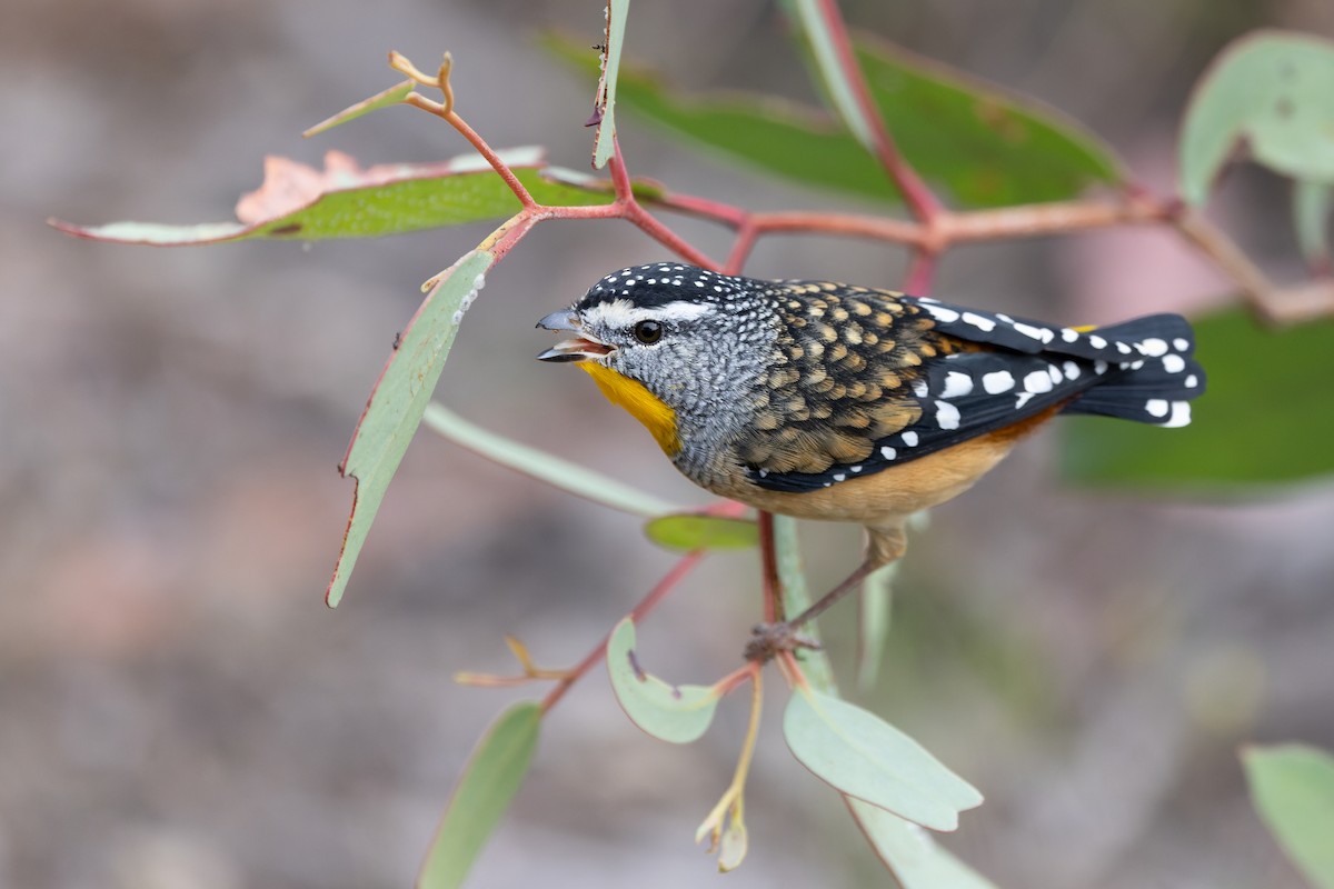 Spotted Pardalote (Spotted) - Julian Teh