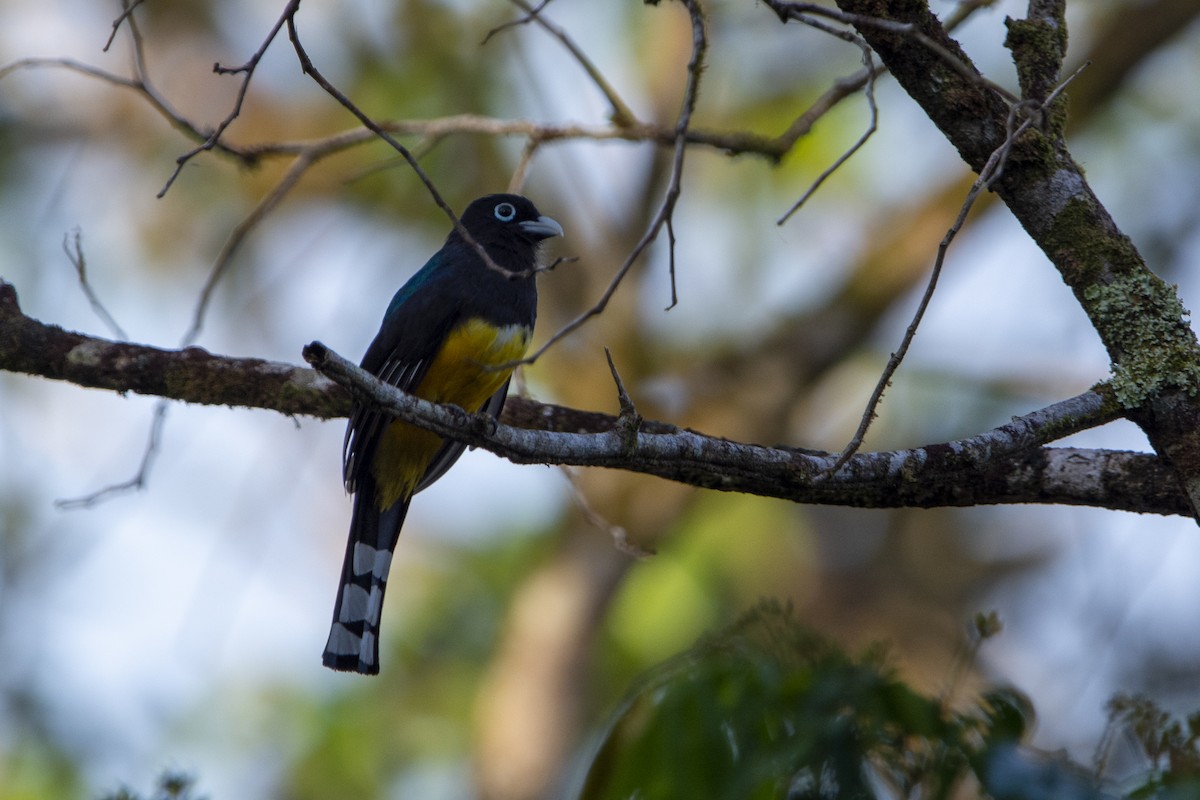 Black-headed Trogon - ML616347830