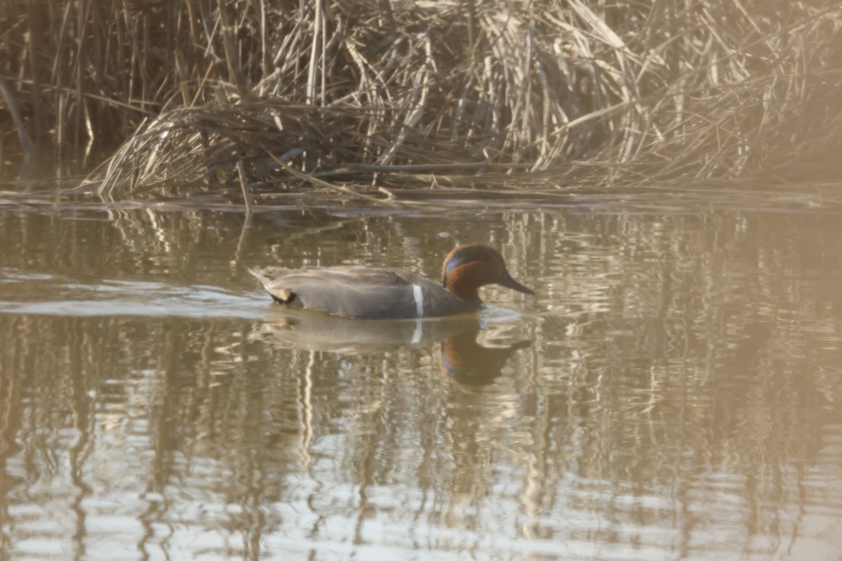 Green-winged Teal - ML616347914