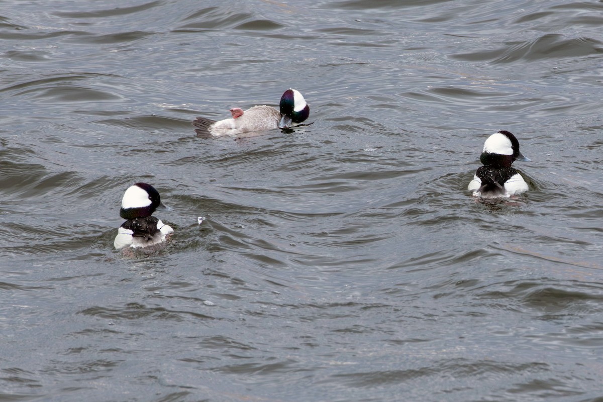 Bufflehead - Rich and Lynne Glassford