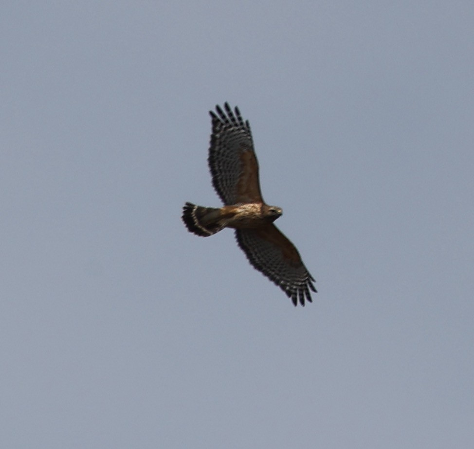 Red-shouldered Hawk - ML616347953