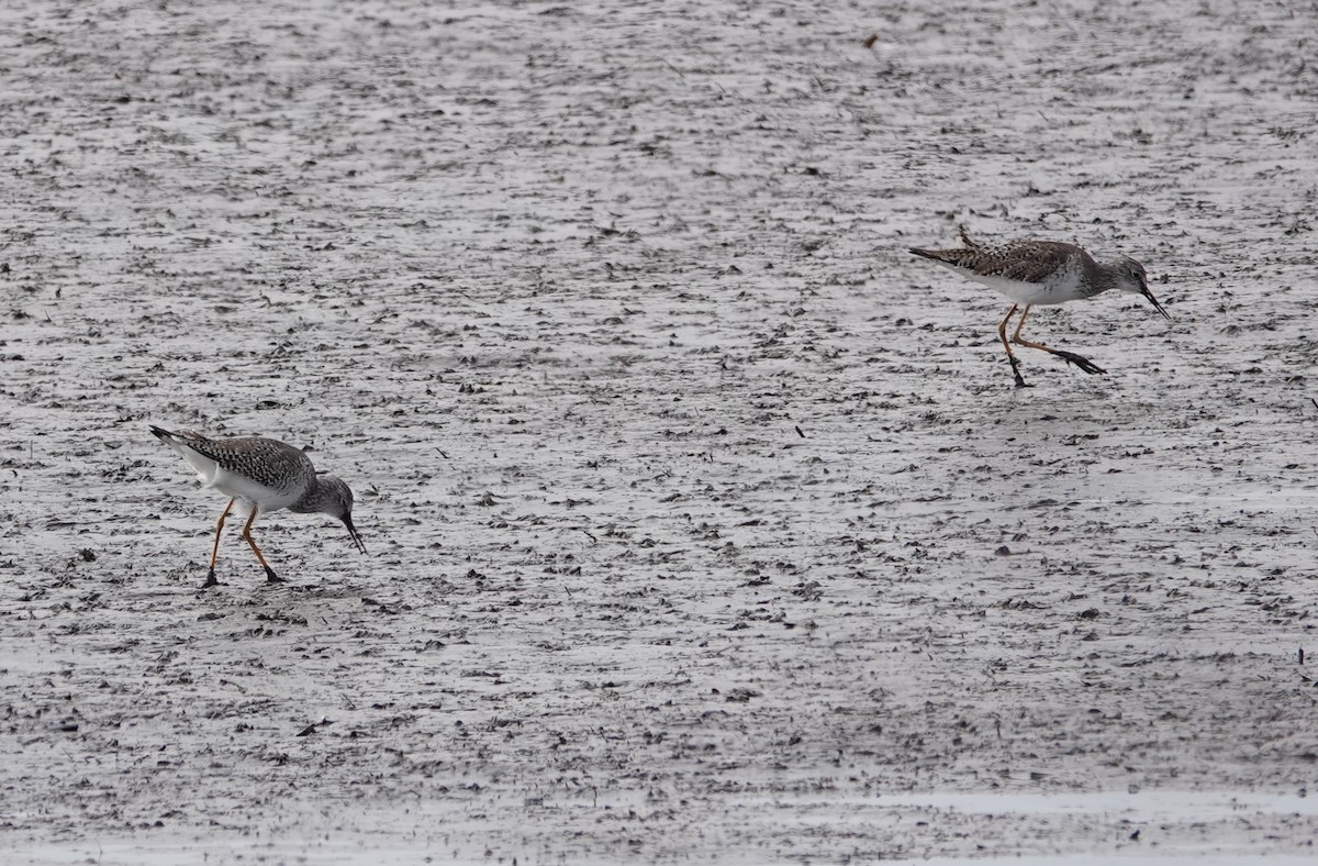 Lesser Yellowlegs - ML616347969