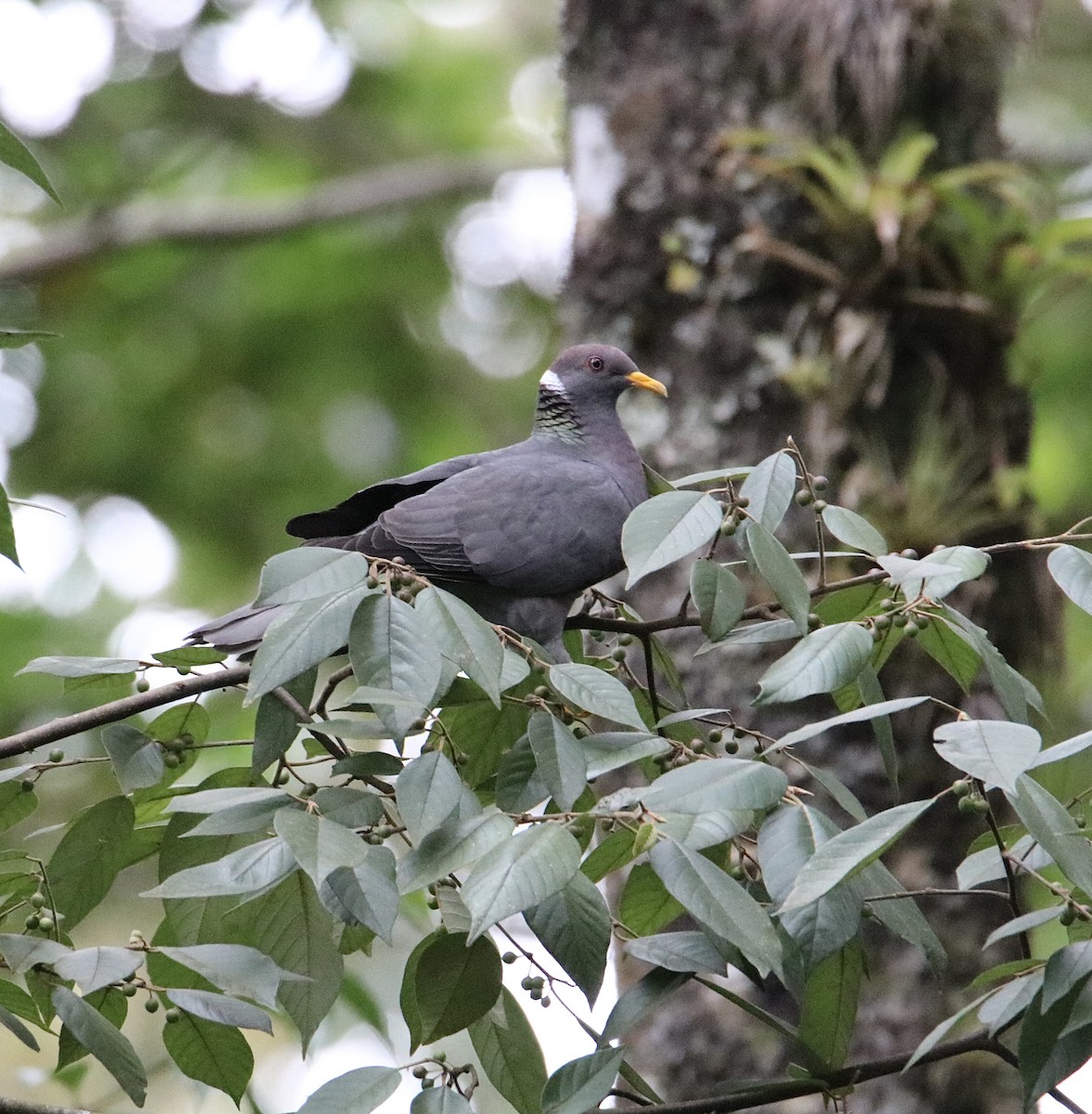 Band-tailed Pigeon - ML616348072