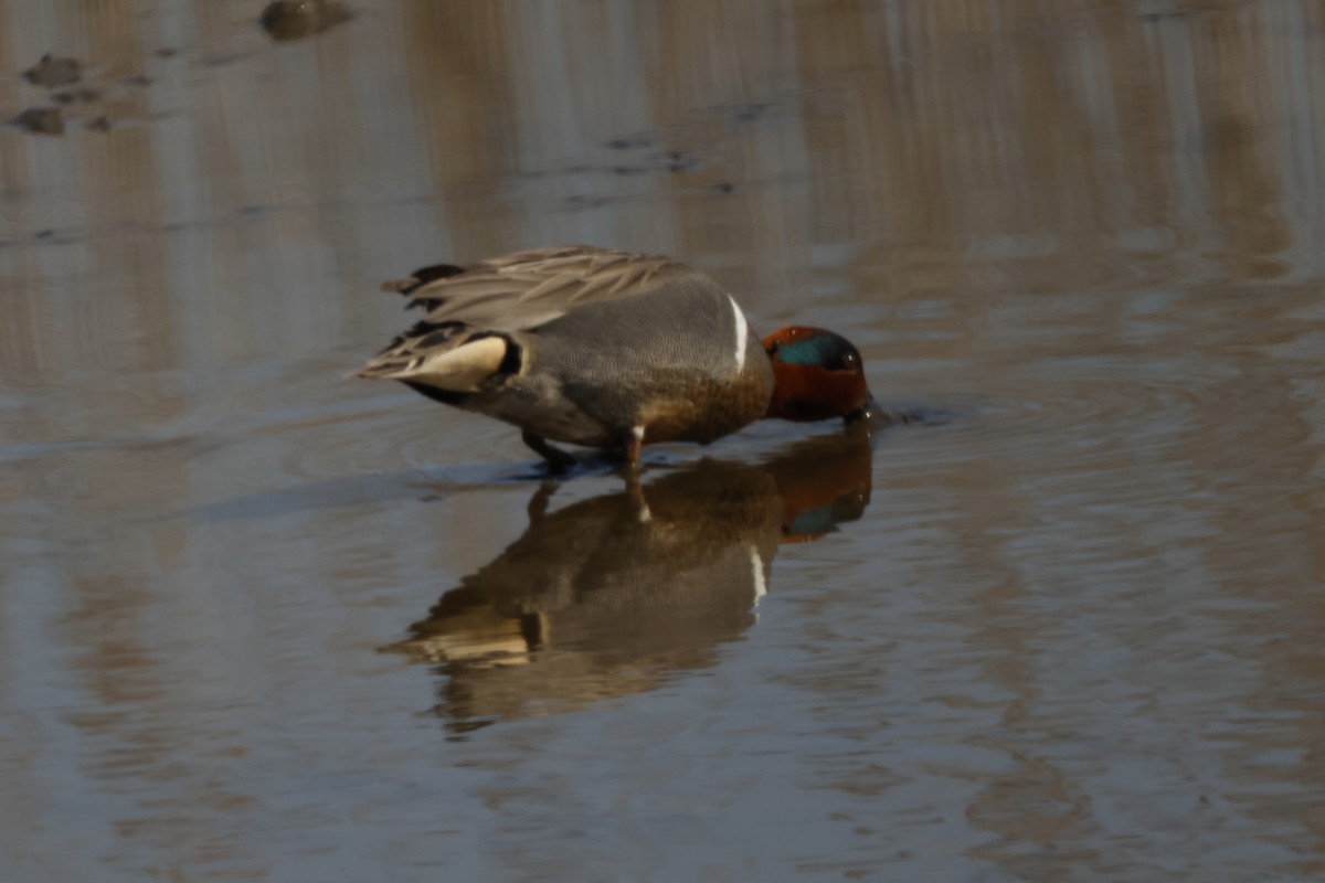 Green-winged Teal - ML616348080