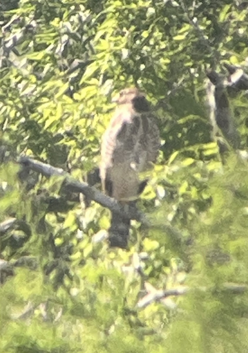 Roadside Hawk - ML616348092