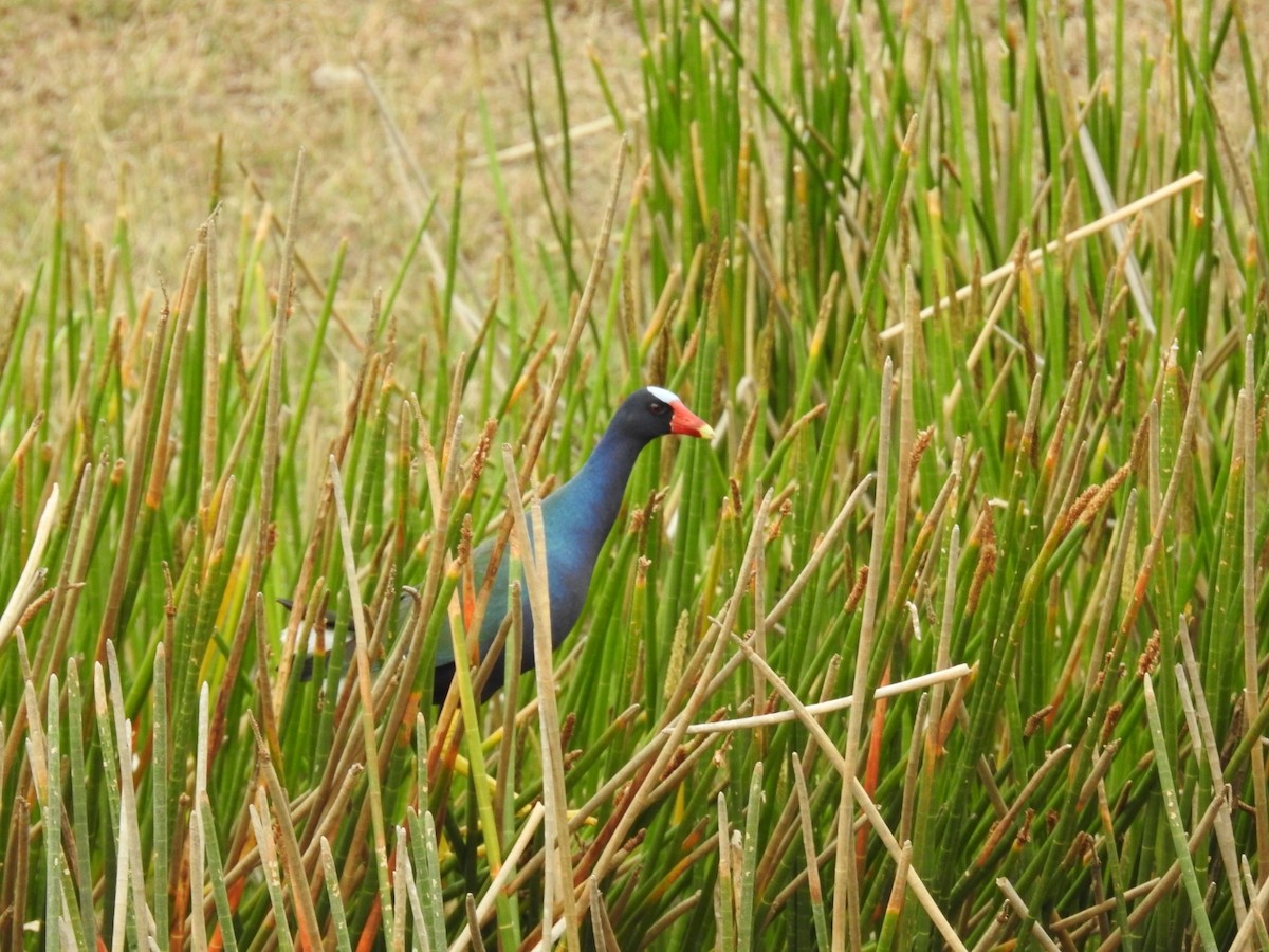 Purple Gallinule - Nicolás Díaz Pérez