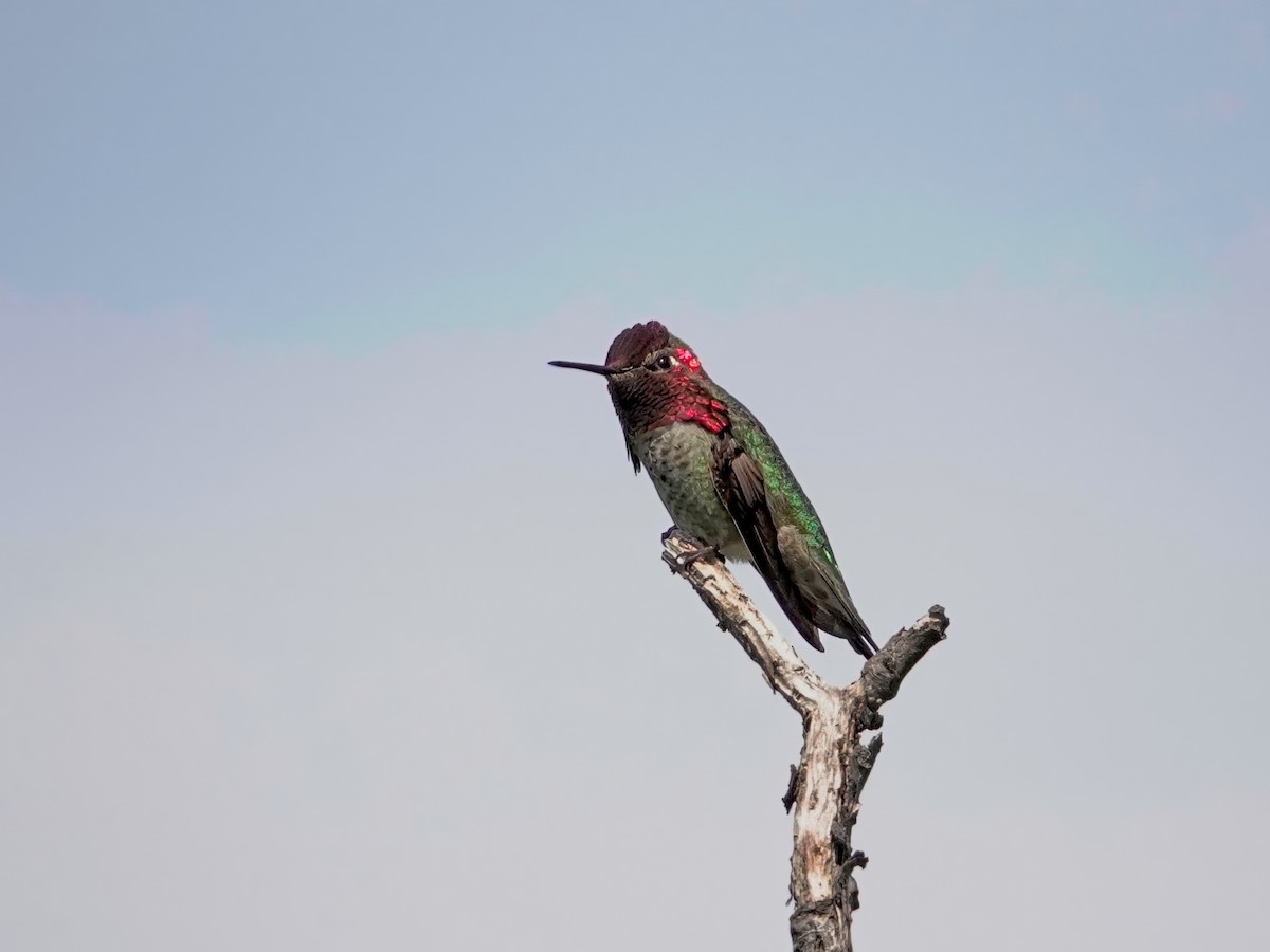 Anna's Hummingbird - ML616348146