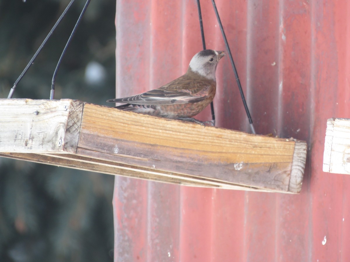 Gray-crowned Rosy-Finch (Hepburn's) - ML616348178