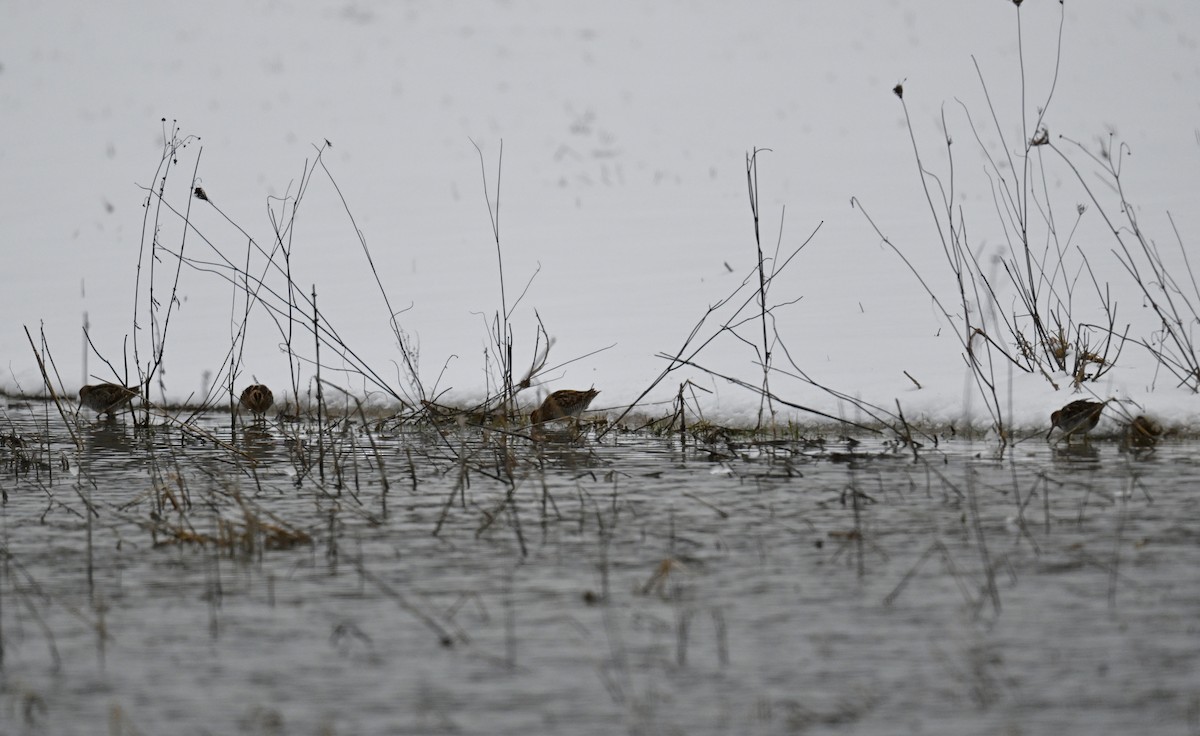 Wilson's Snipe - ML616348190