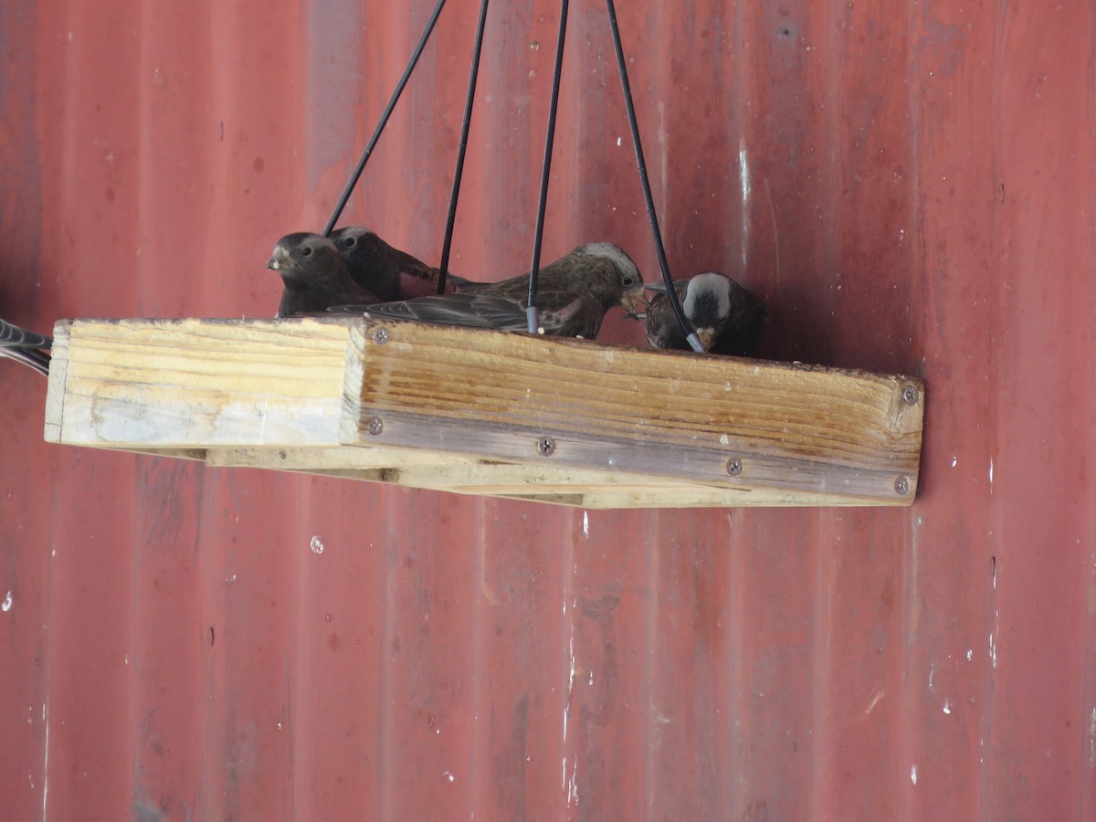 Black Rosy-Finch - ML616348193