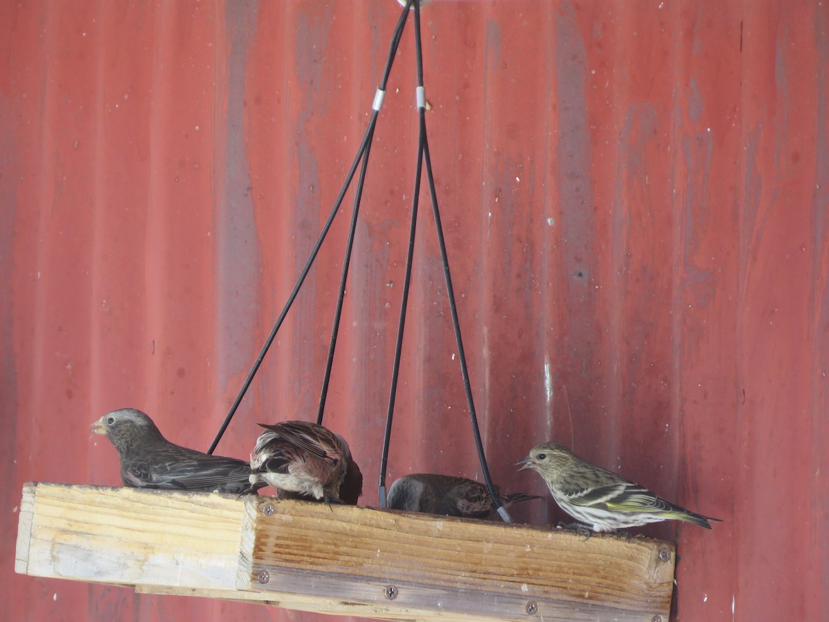 Black Rosy-Finch - ML616348194