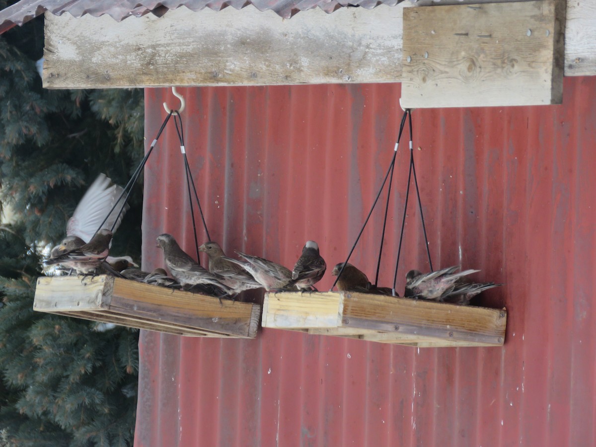 Black Rosy-Finch - ML616348195