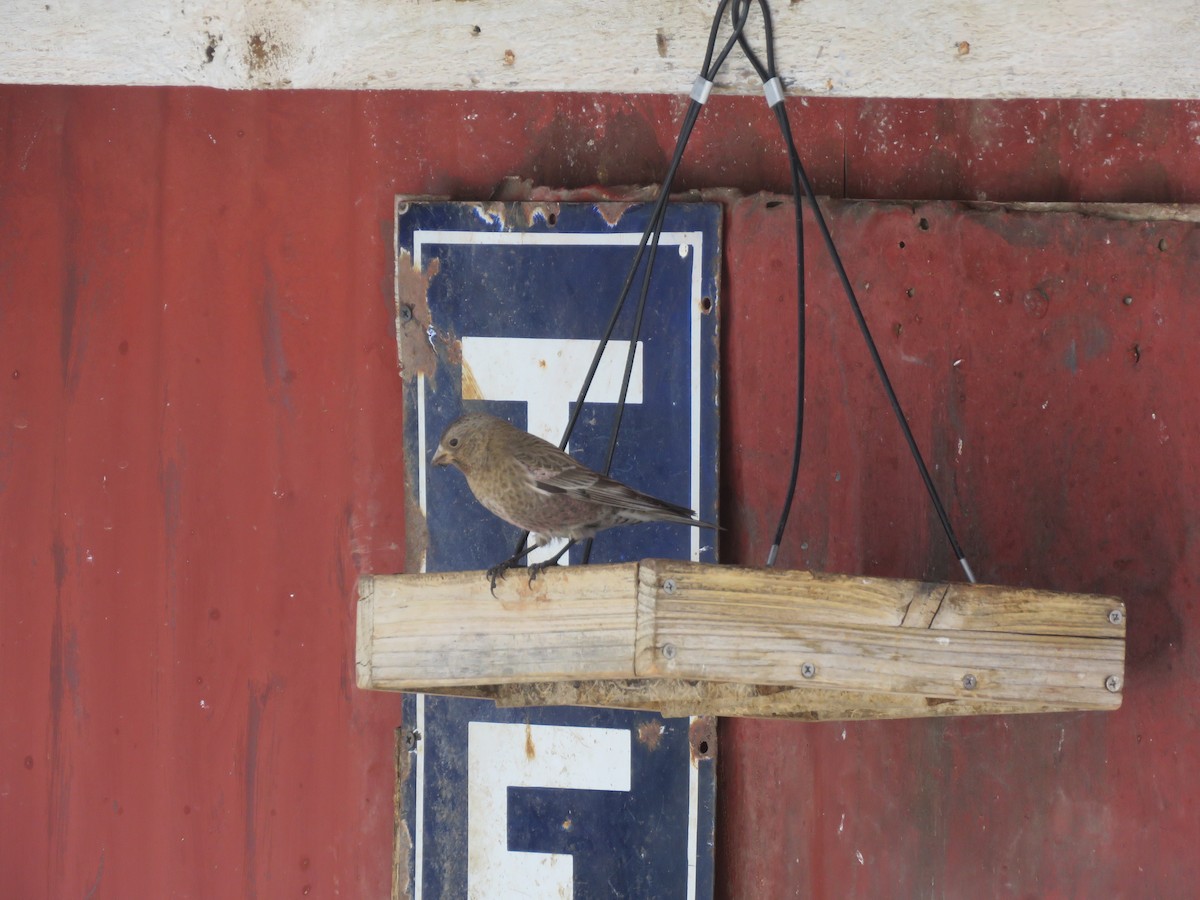 Brown-capped Rosy-Finch - ML616348209