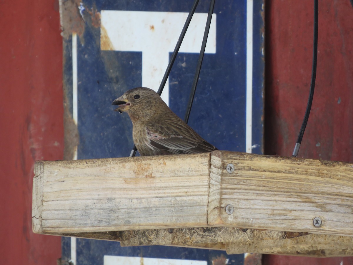 Brown-capped Rosy-Finch - ML616348210