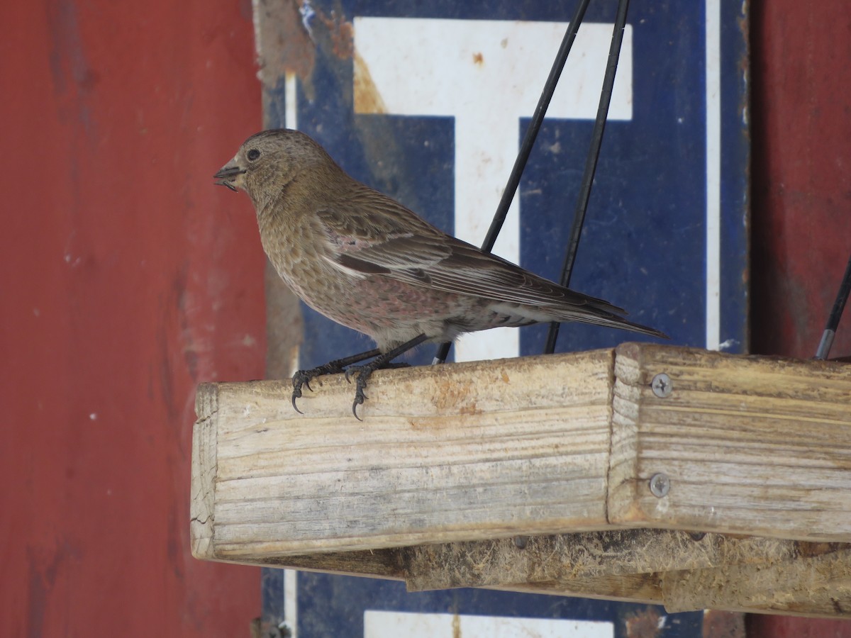 Brown-capped Rosy-Finch - ML616348211