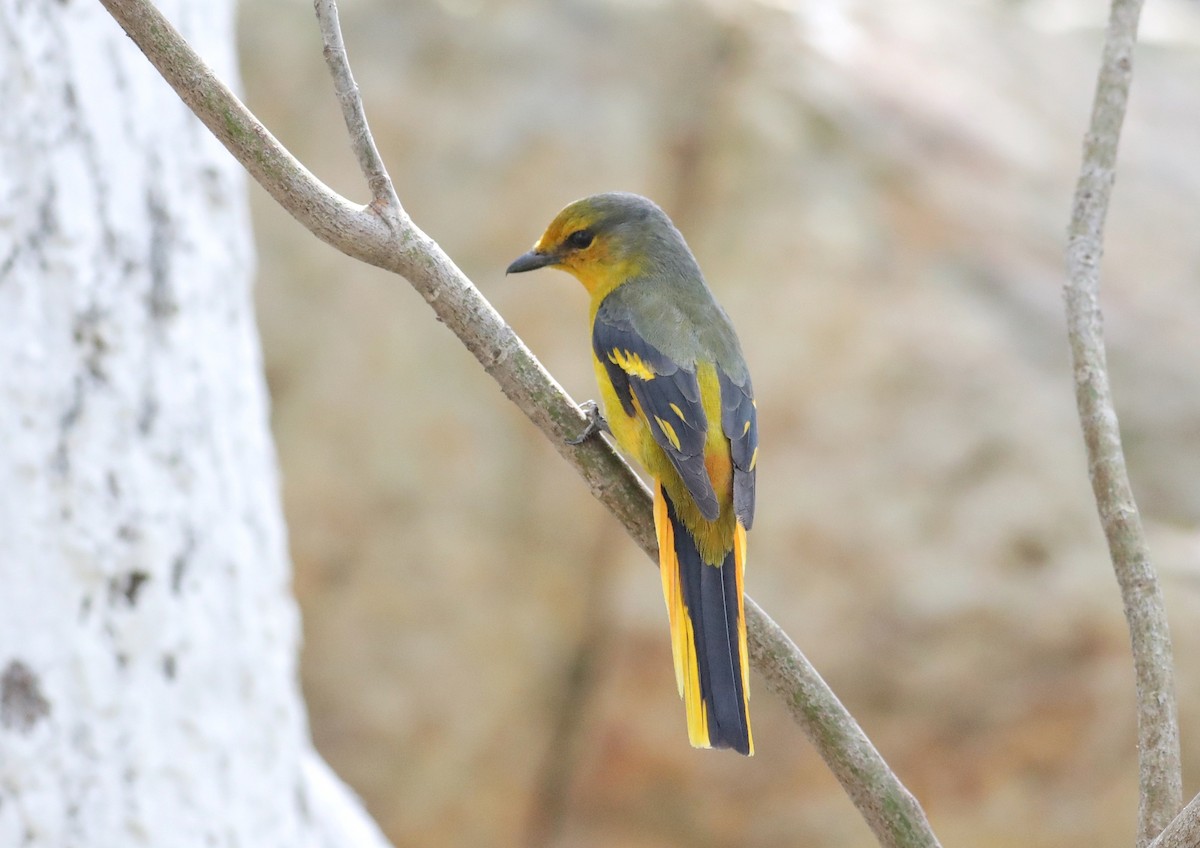 Scarlet Minivet (Scarlet) - ML616348222