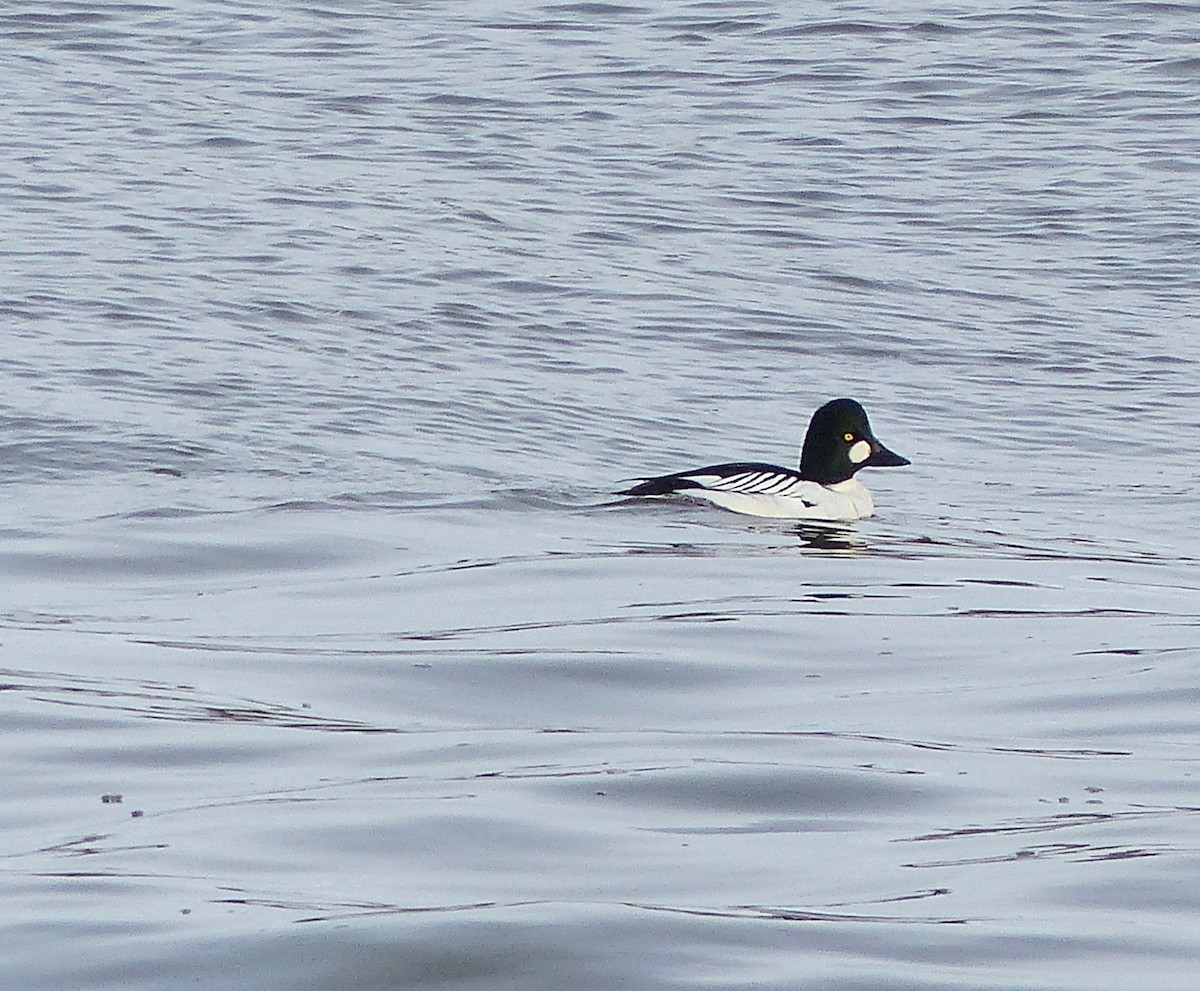 Common Goldeneye - ML616348230