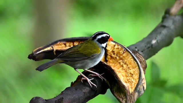 Orange-billed Sparrow - ML616348236
