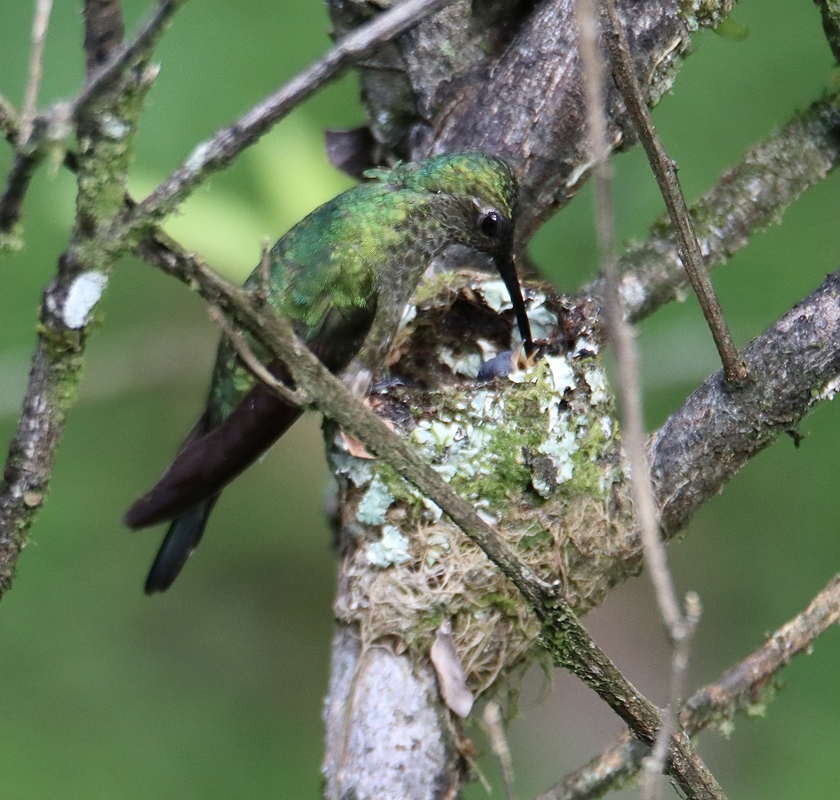 Green-crowned Brilliant - ML616348271
