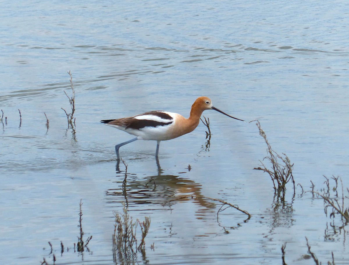 Avocette d'Amérique - ML616348330