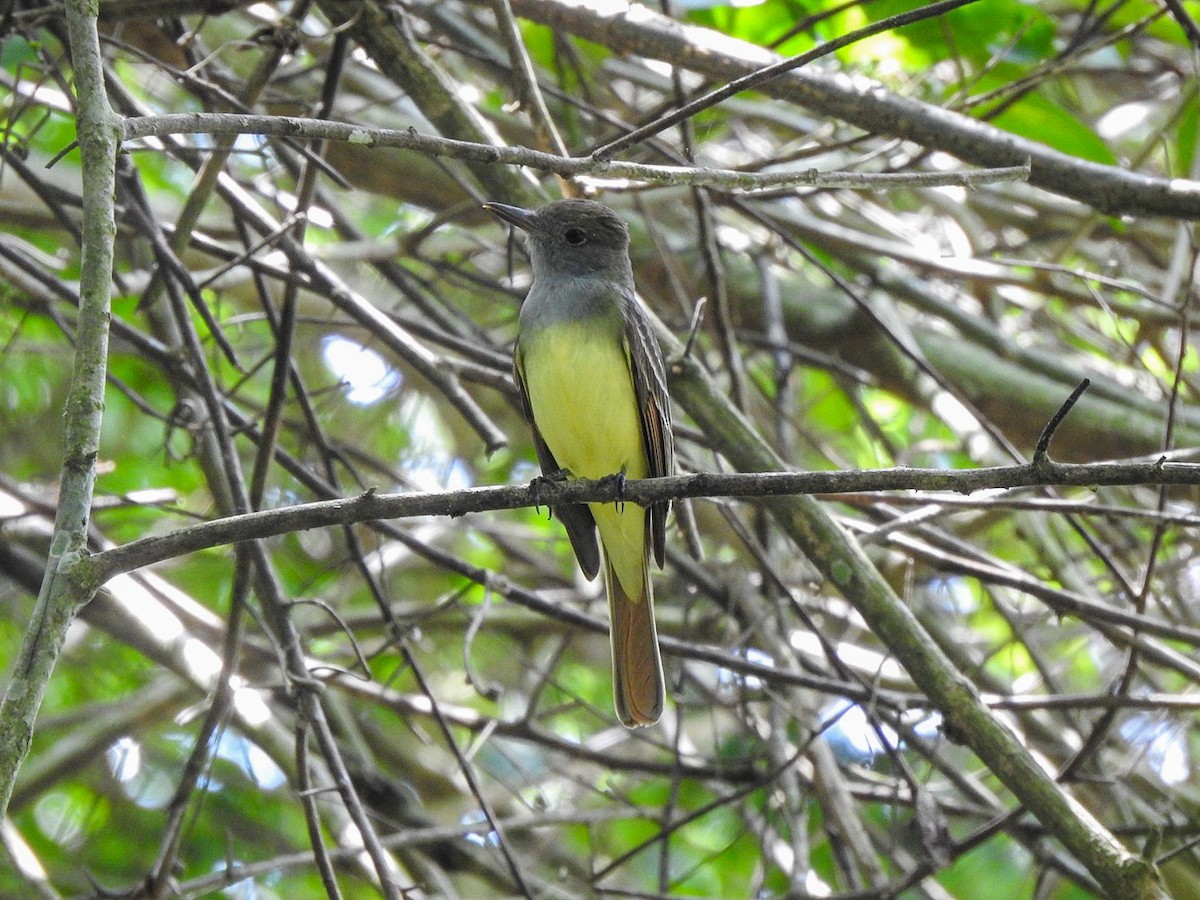 Great Crested Flycatcher - Fabian Torres