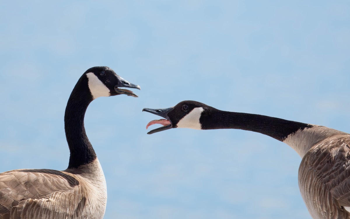 Canada Goose - Tonya Freeman