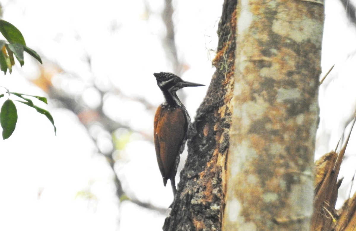 Greater Flameback - RAKESH SINGHA DEV