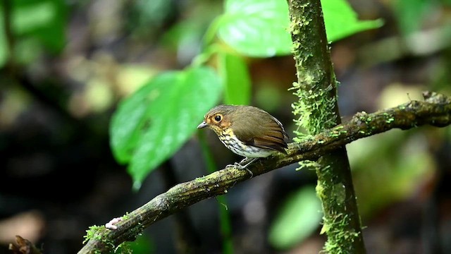 Ochre-breasted Antpitta - ML616348419