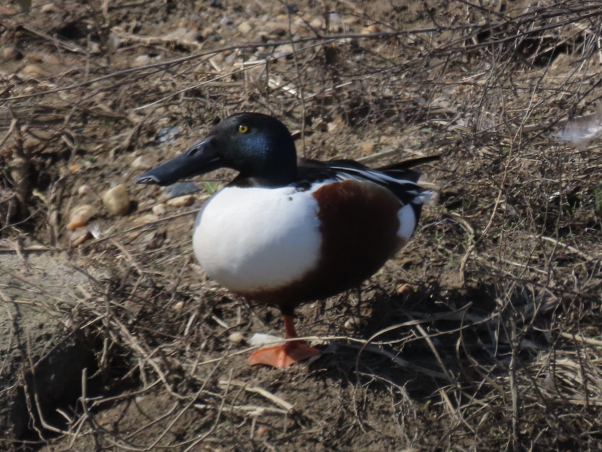 Northern Shoveler - Port of Baltimore