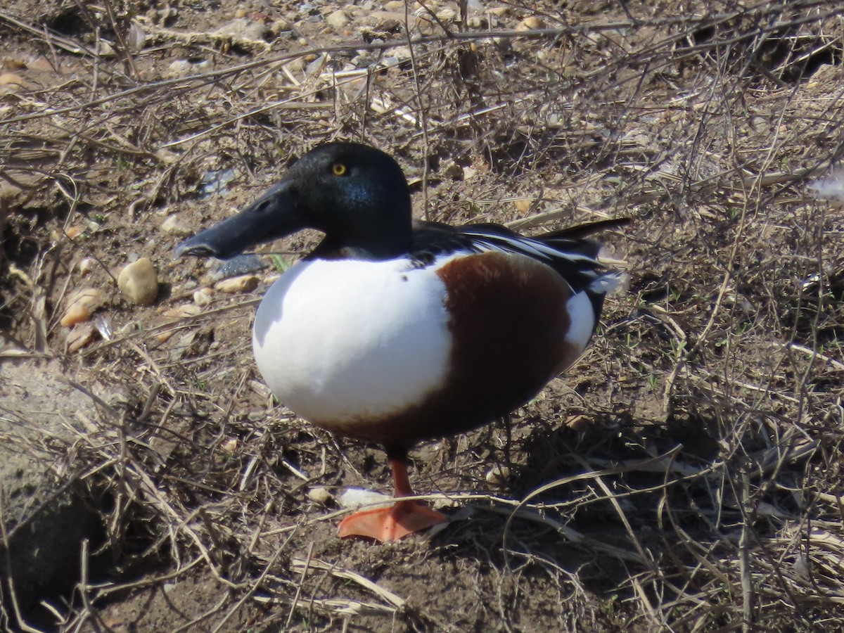 Northern Shoveler - Port of Baltimore