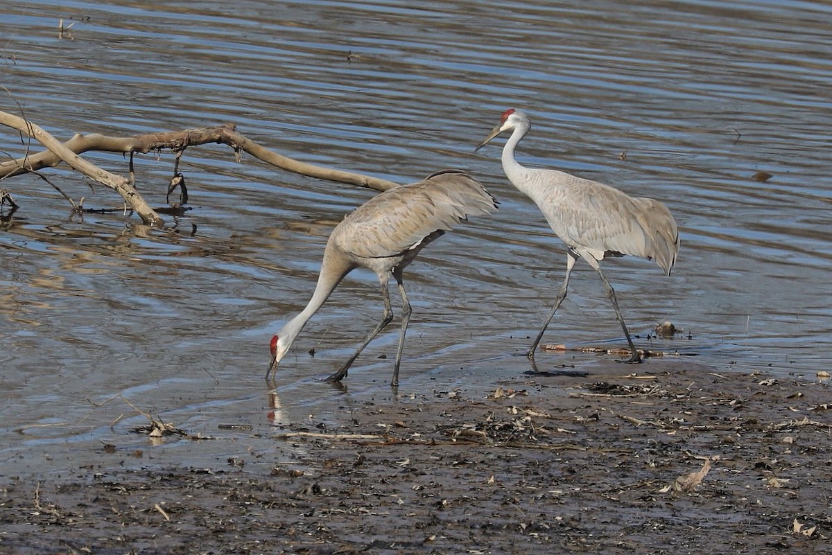 Sandhill Crane - ML616348455