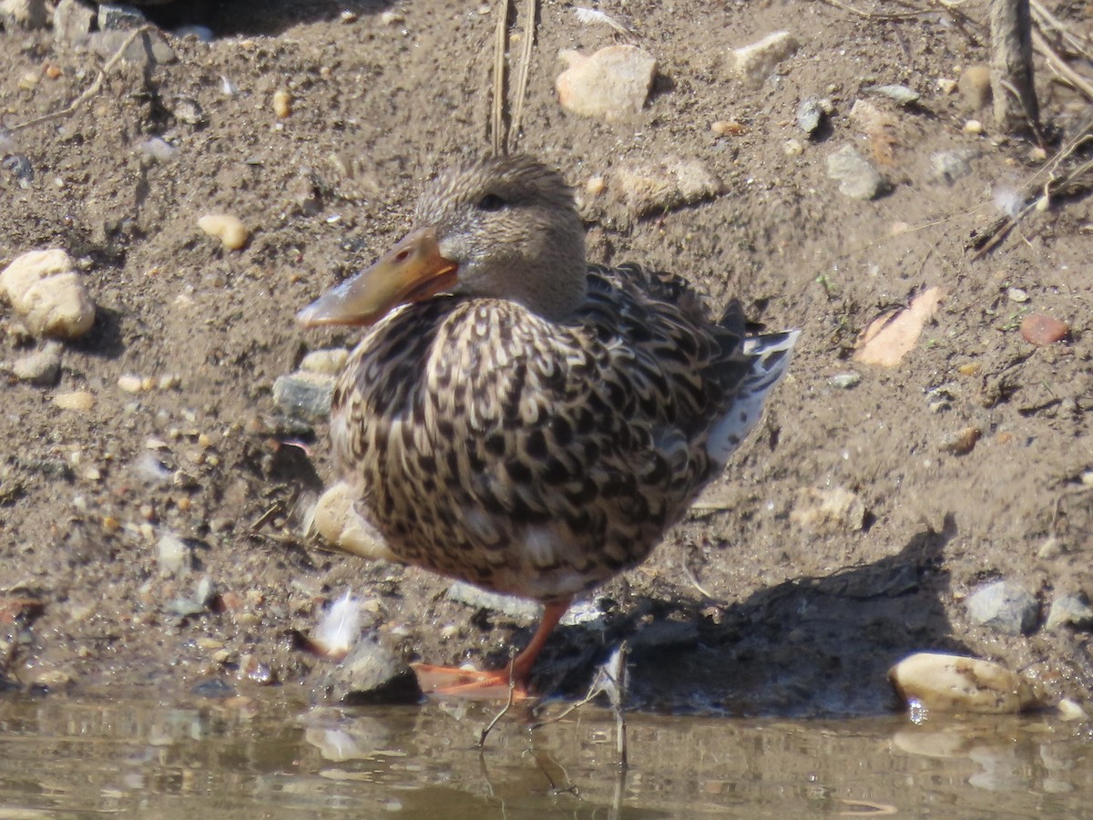 Northern Shoveler - Port of Baltimore