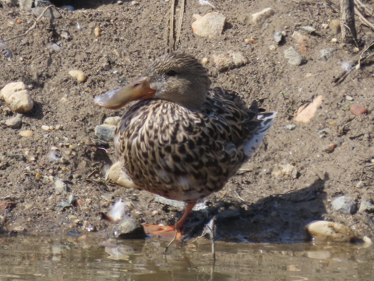 Northern Shoveler - Port of Baltimore