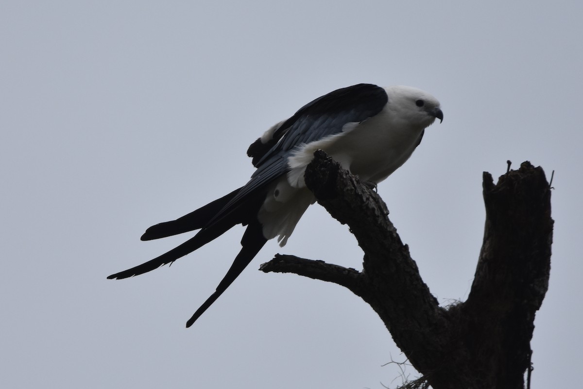 Swallow-tailed Kite - ML616348529