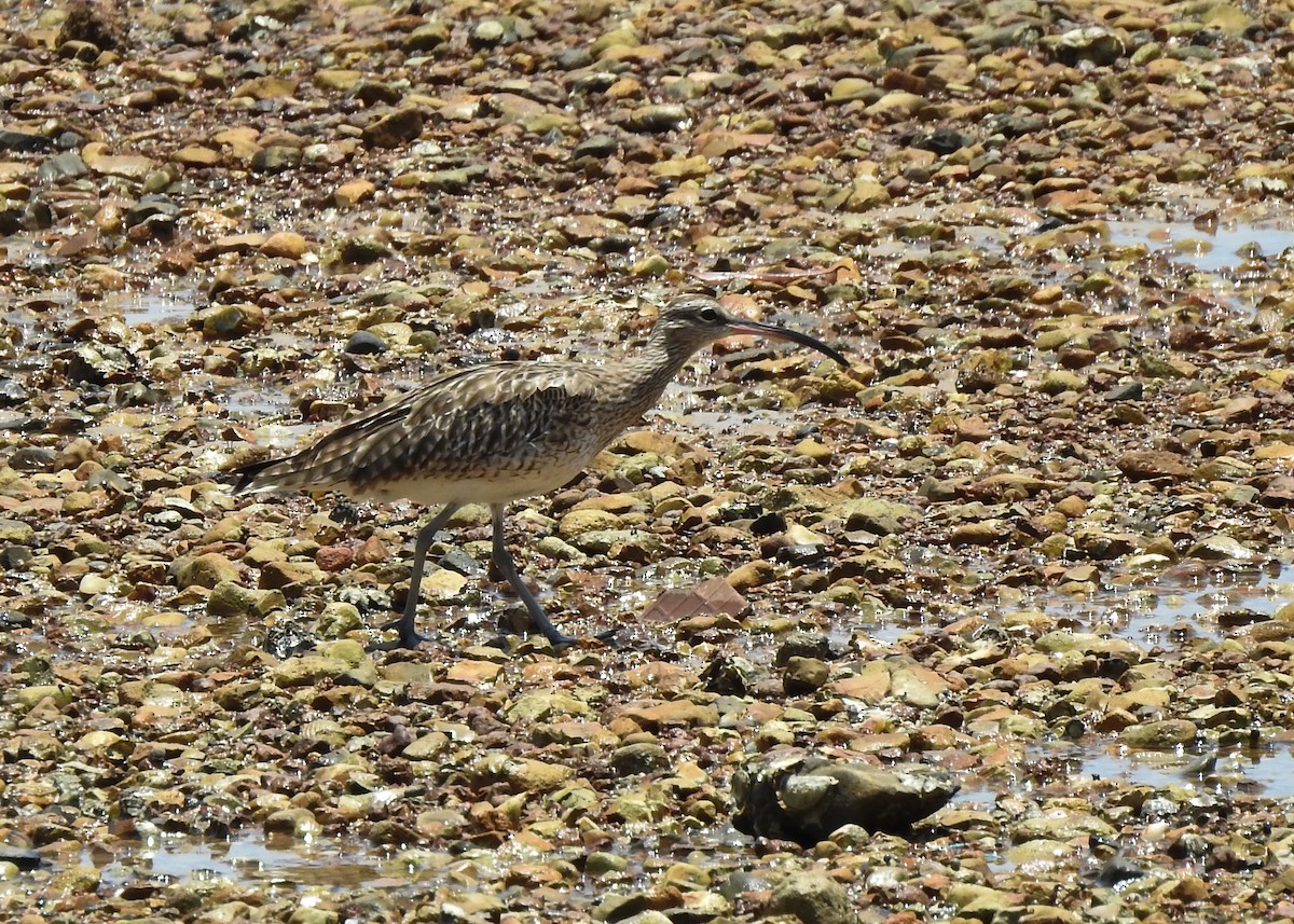 Whimbrel/Eurasian Curlew - ML616348542