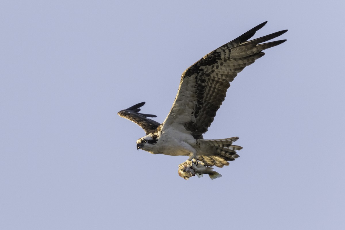 Osprey - Anthony Gliozzo