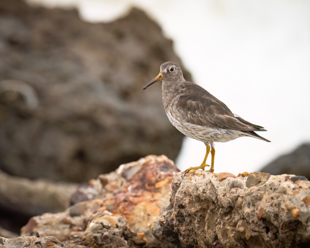 Purple Sandpiper - ML616348573