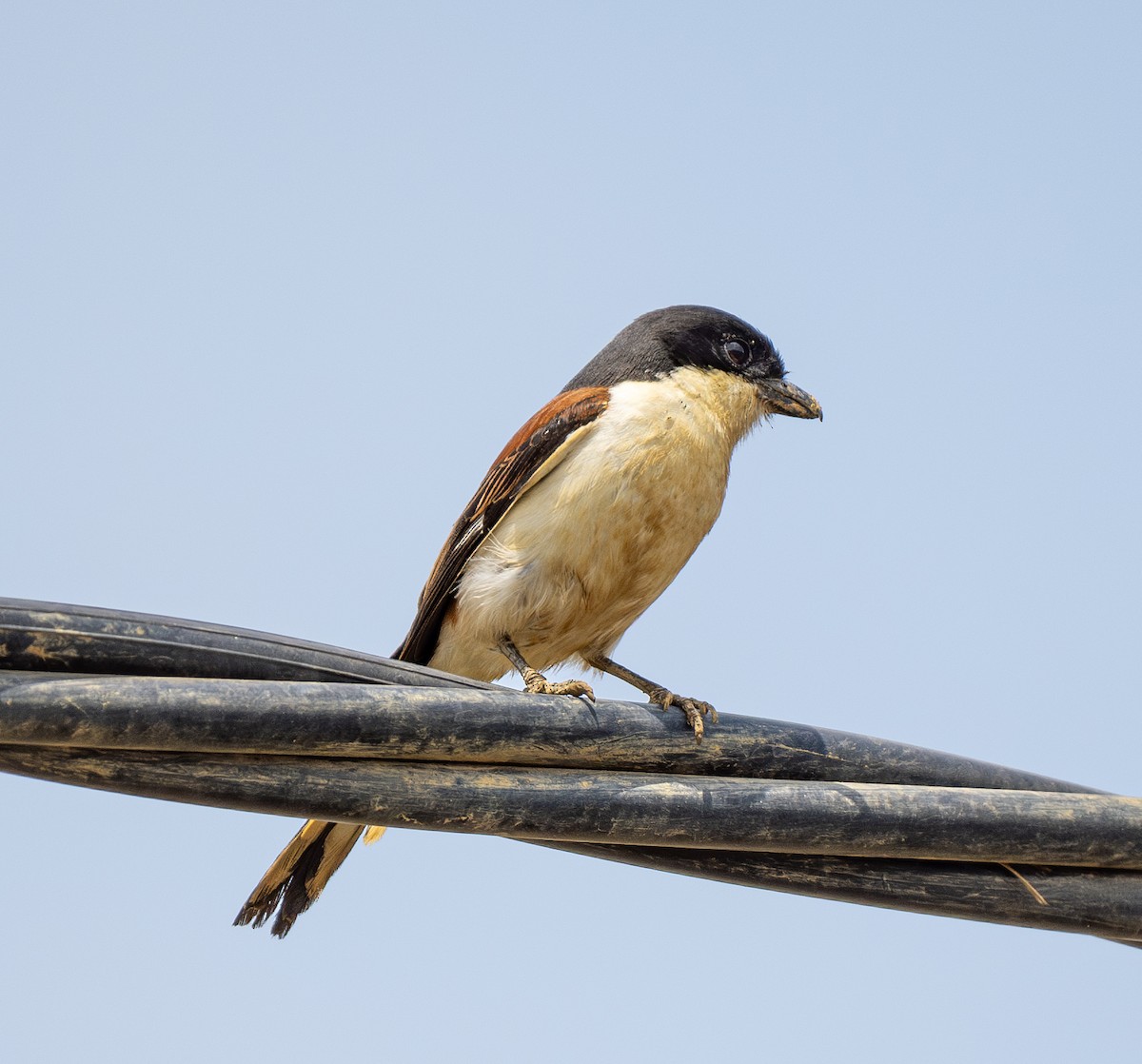 Burmese Shrike - ML616348586