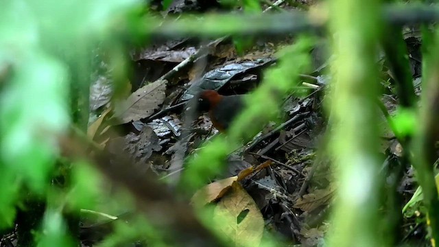 Rufous-breasted Antthrush - ML616348597