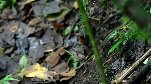 Rufous-breasted Antthrush - ML616348607