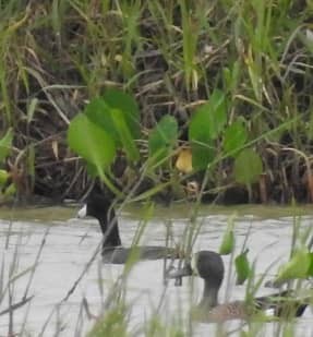 American Coot - ML616348632