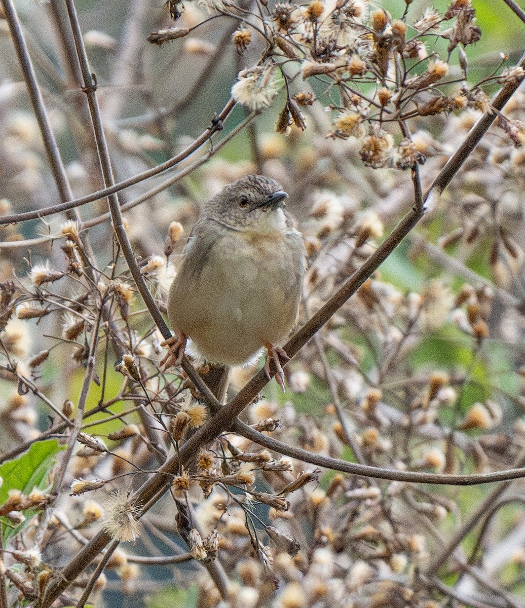 Prinia de Rock - ML616348649