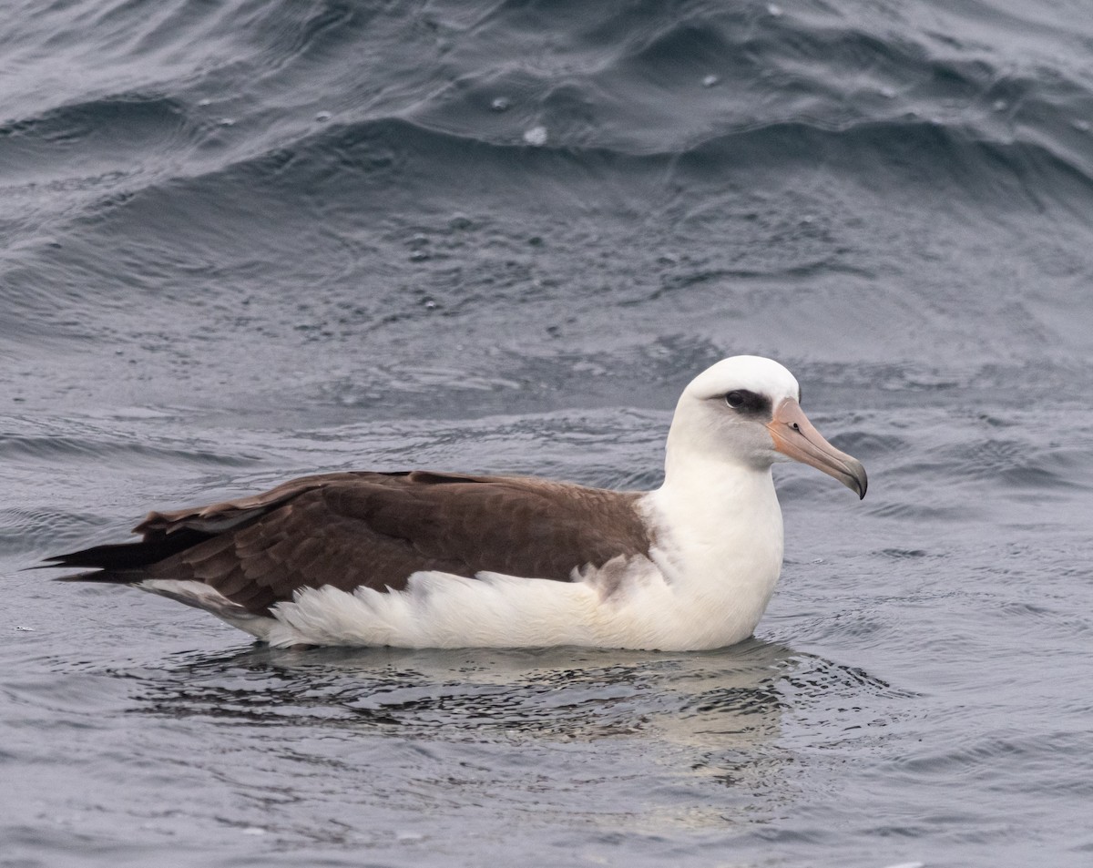 Laysan Albatross - Darrell Lawson