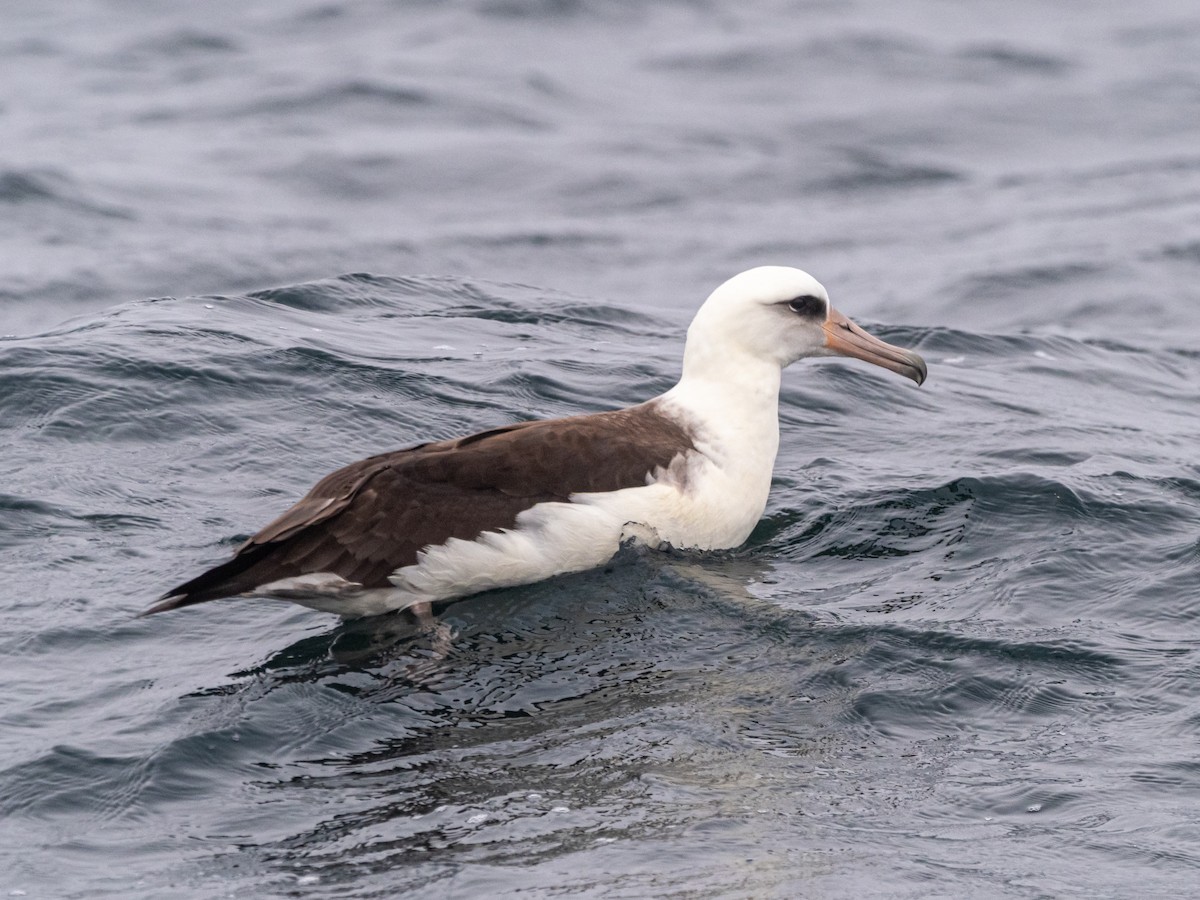 Laysan Albatross - Darrell Lawson